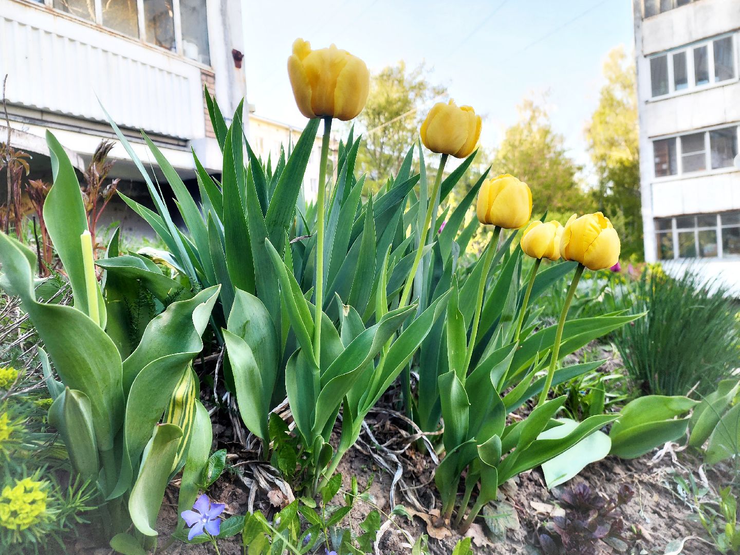 пущино, серпухов, благоустройство, месячник благоустройства,