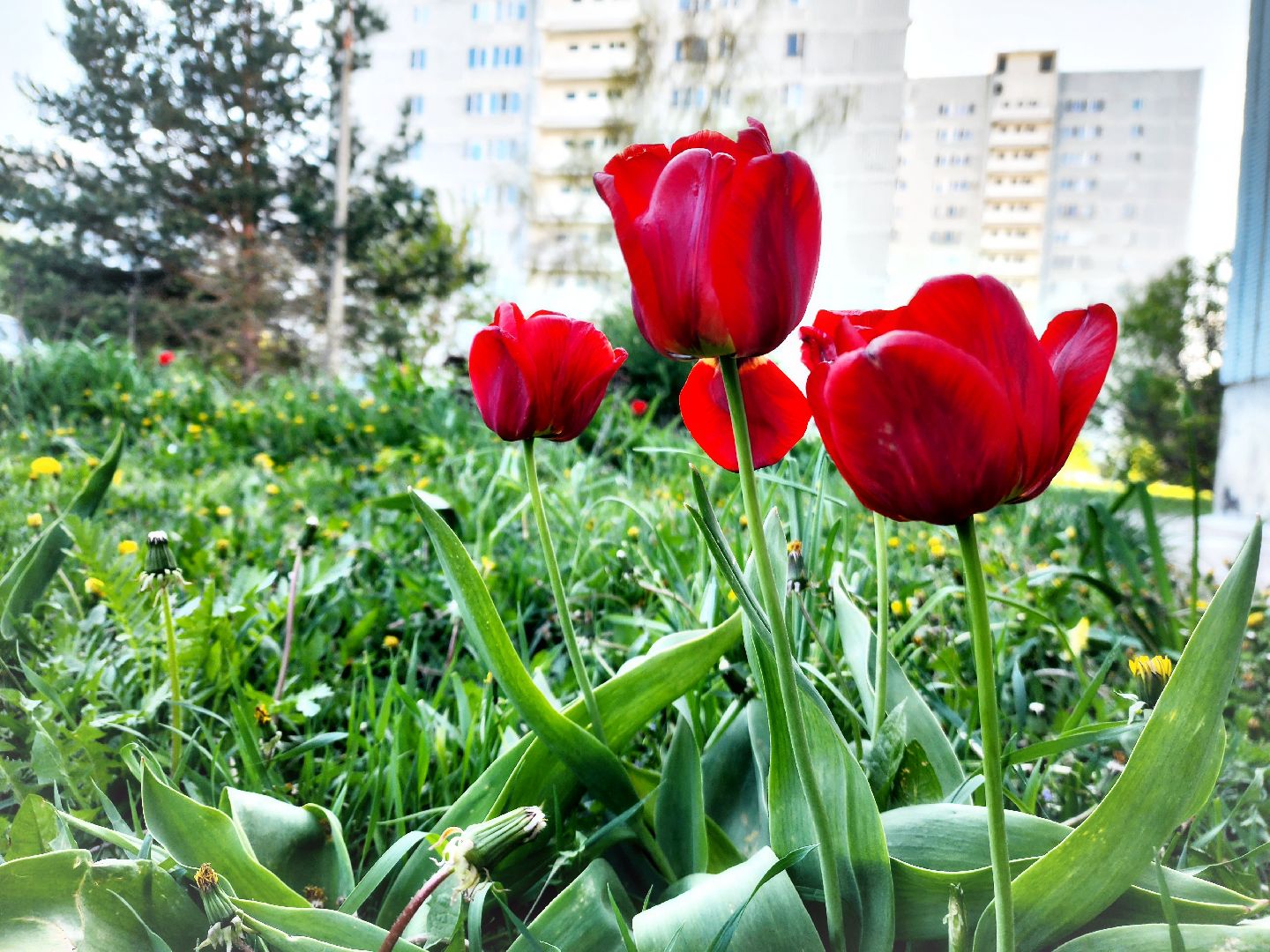 пущино, серпухов, благоустройство, месячник благоустройства,