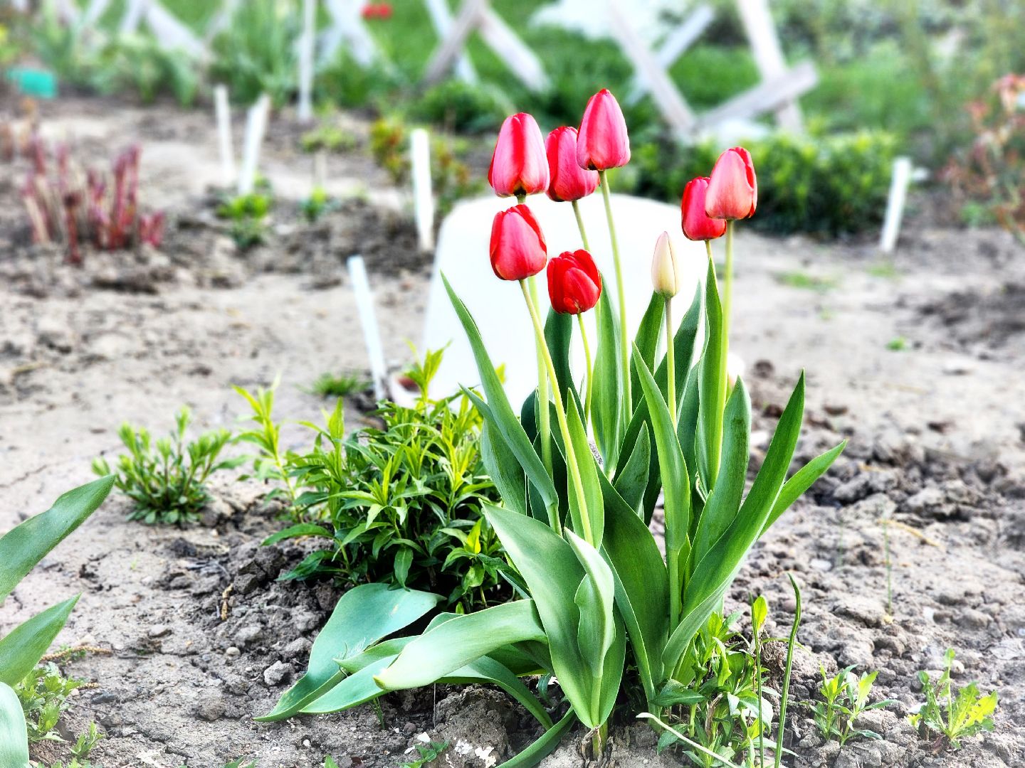 пущино, серпухов, благоустройство, месячник благоустройства,