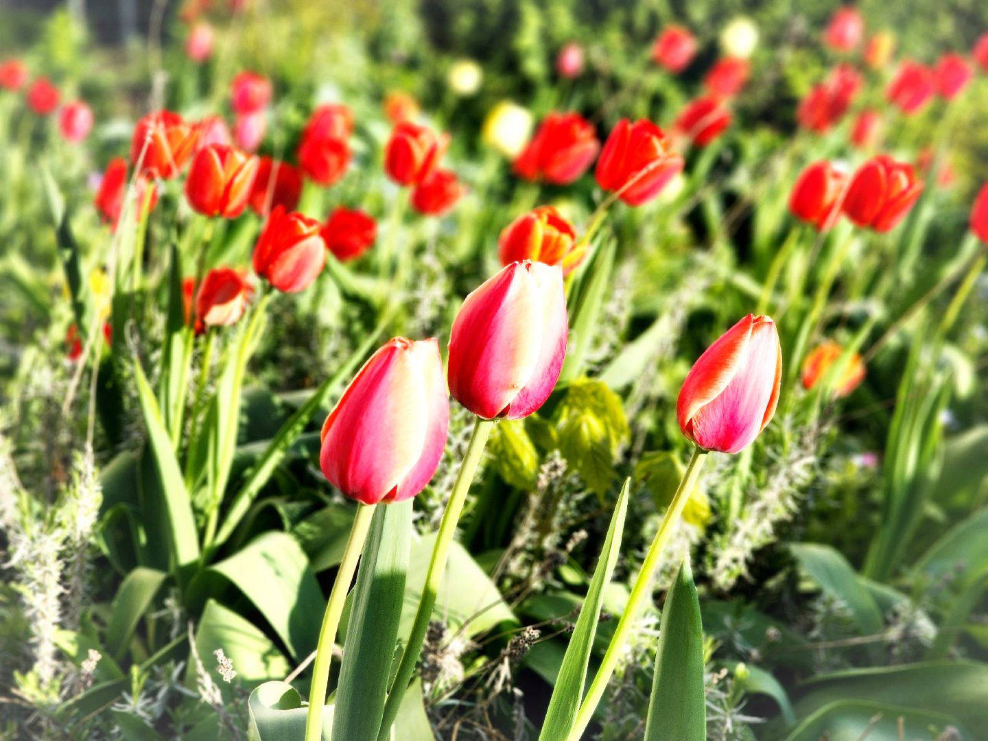 пущино, серпухов, благоустройство, месячник благоустройства,