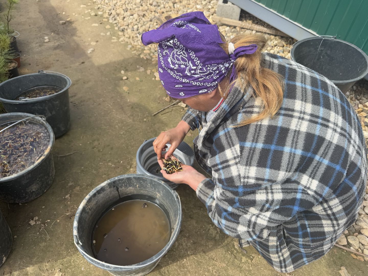 шаховская, кедры, кедры россии,