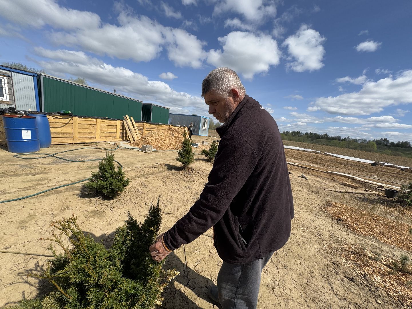 шаховская, кедры, кедры россии,