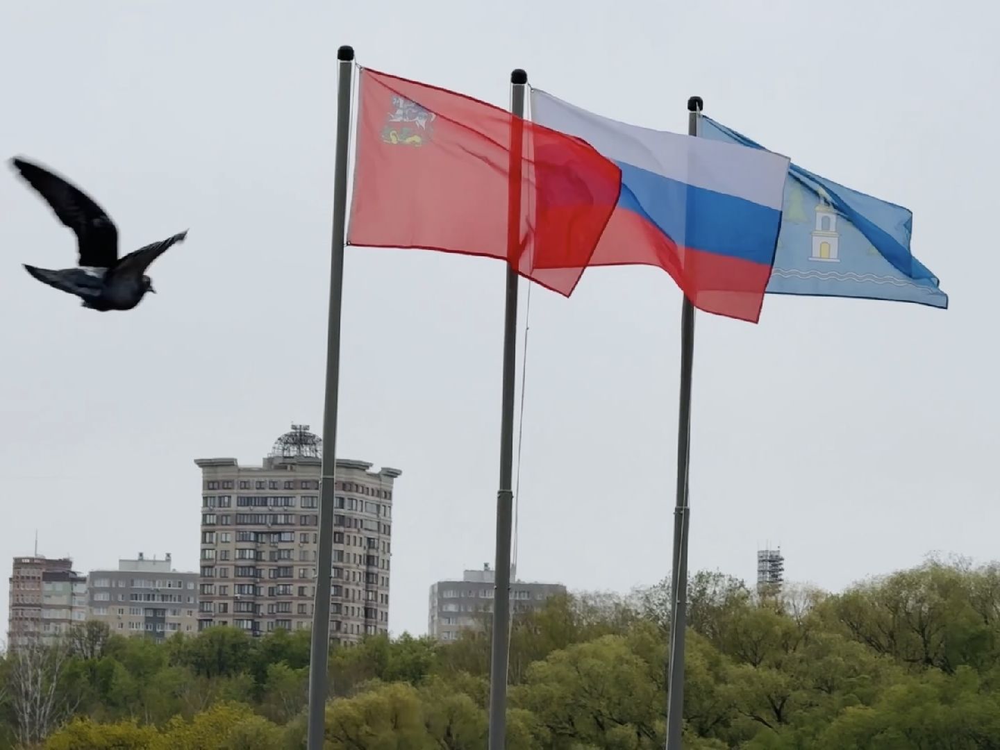 раменское, георгиевская лента, волонтеры подмосковья, 9 мая, день победы,