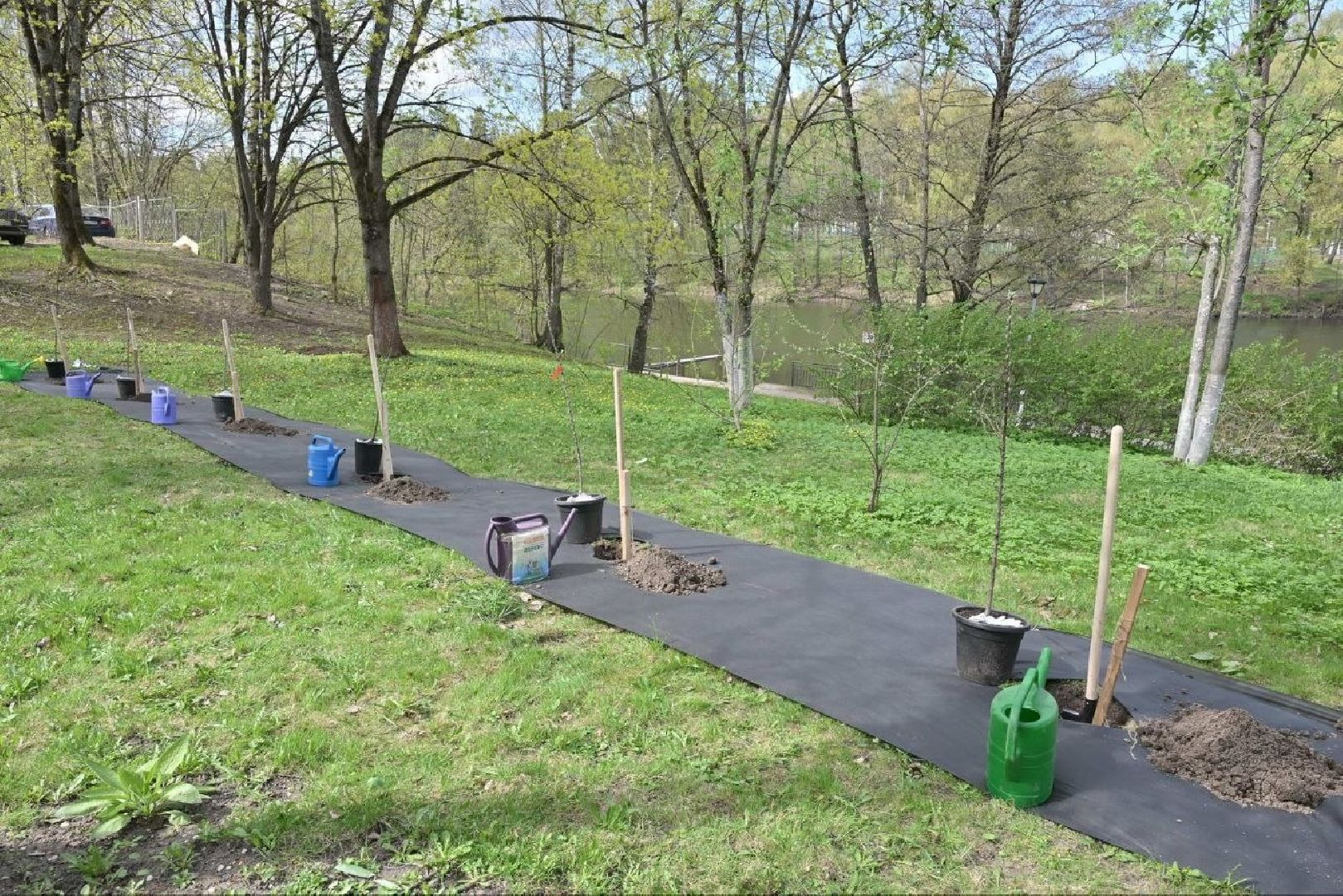 сад победы, посадка деревьев, 80 лет победе, власиха 80 лет вов,