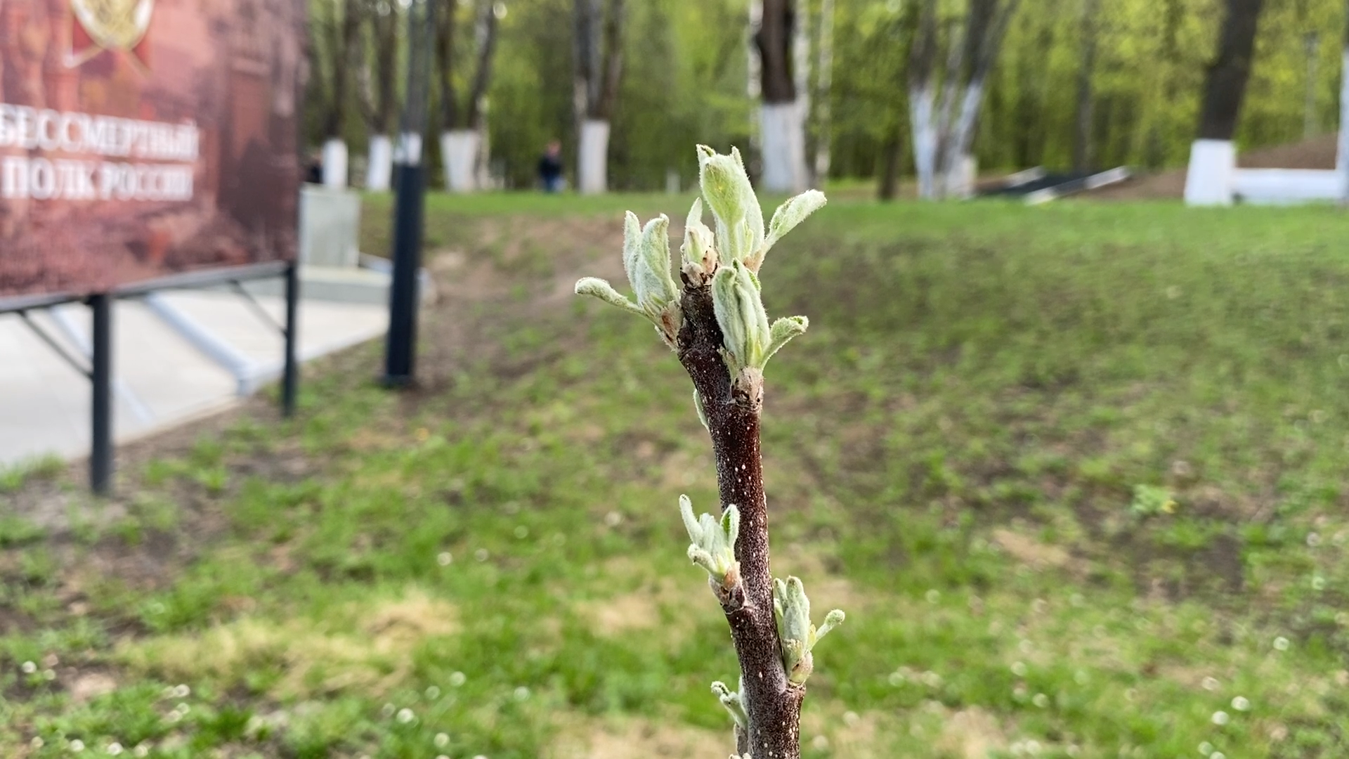 сад победы, посадка деревьев, 80 лет победе, власиха 80 лет вов,