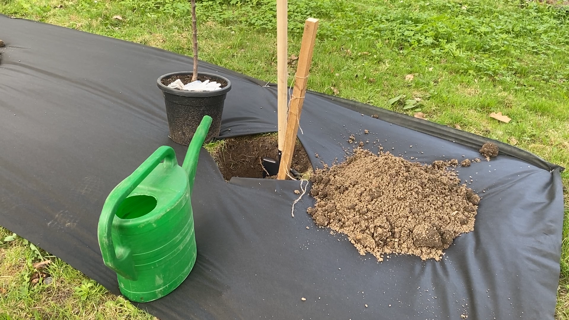 сад победы, посадка деревьев, 80 лет победе, власиха 80 лет вов,