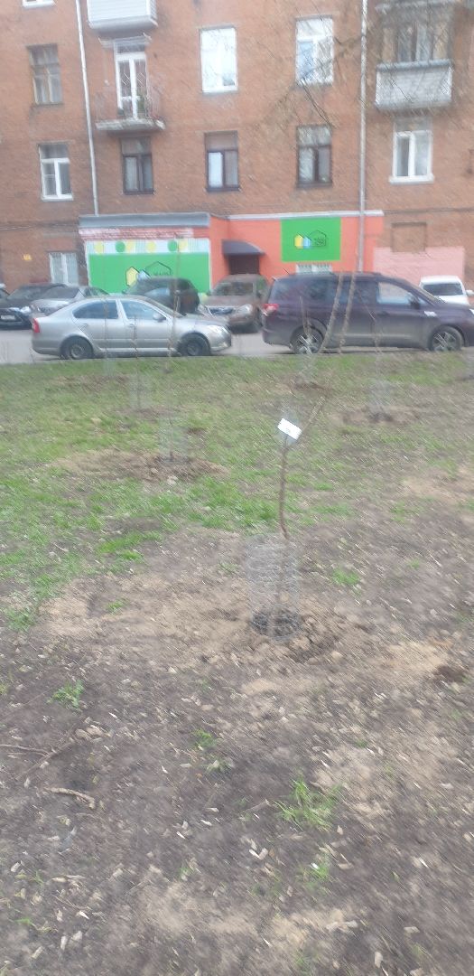 Долгопрудный, черешни, посадка