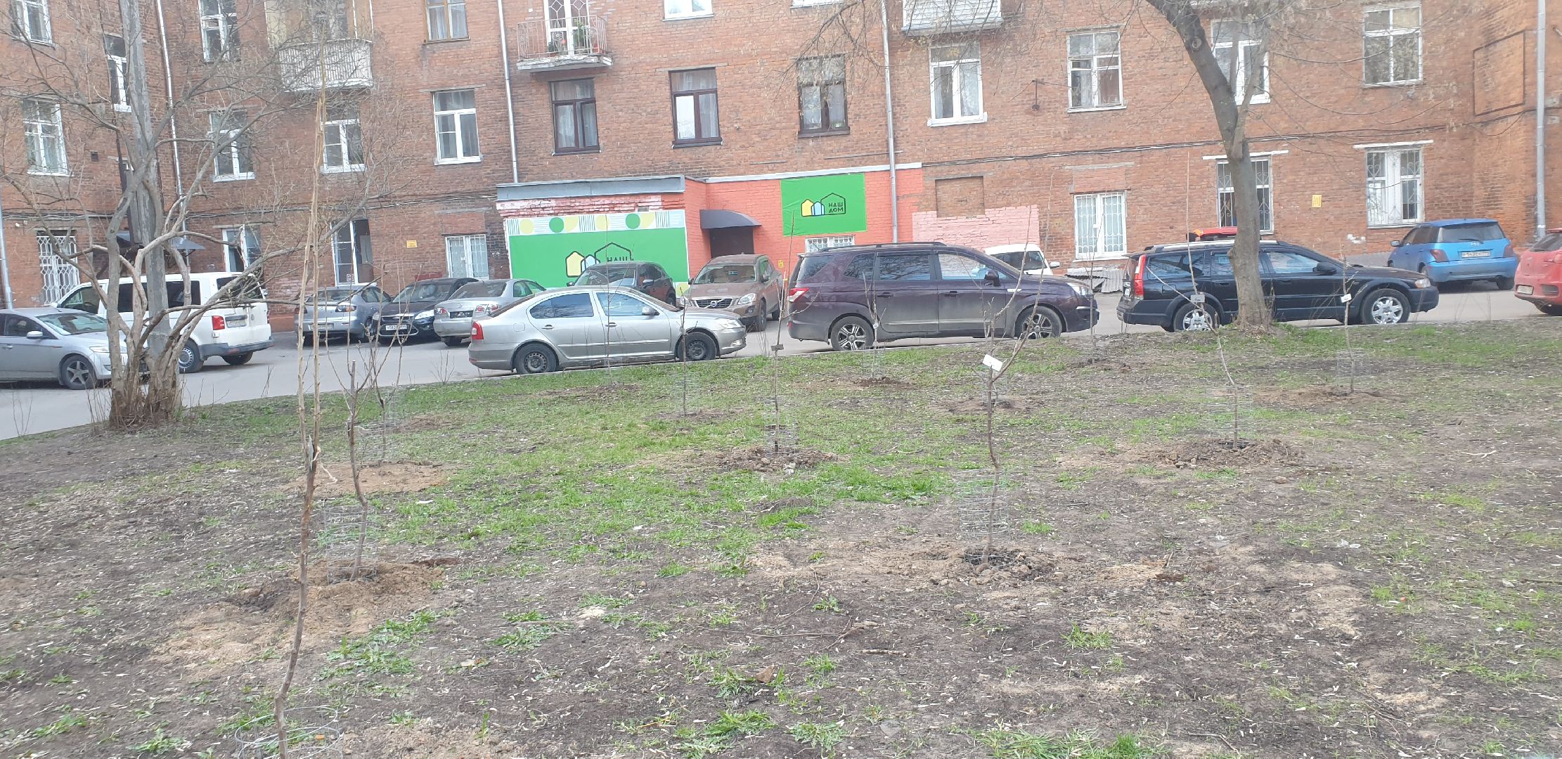 Долгопрудный, черешни, посадка