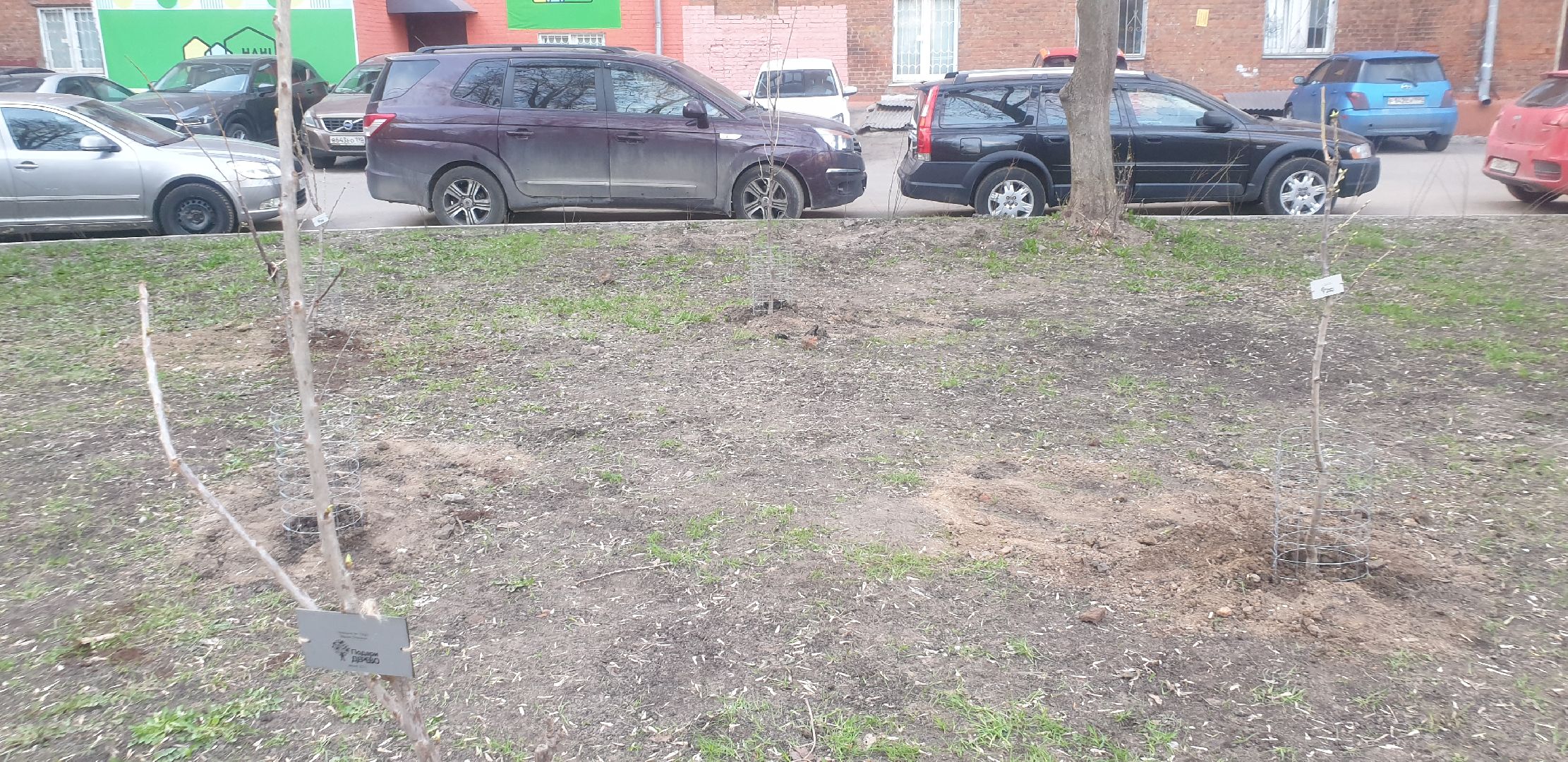 Долгопрудный, черешни, посадка