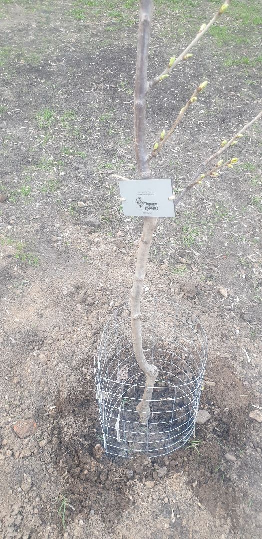 Долгопрудный, черешни, посадка