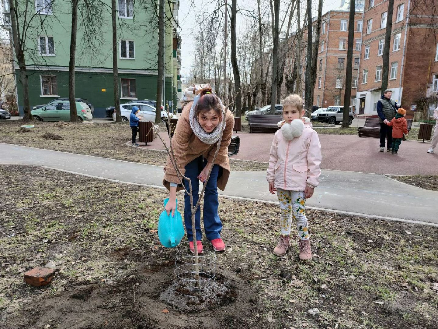 Долгопрудный, черешни, посадка