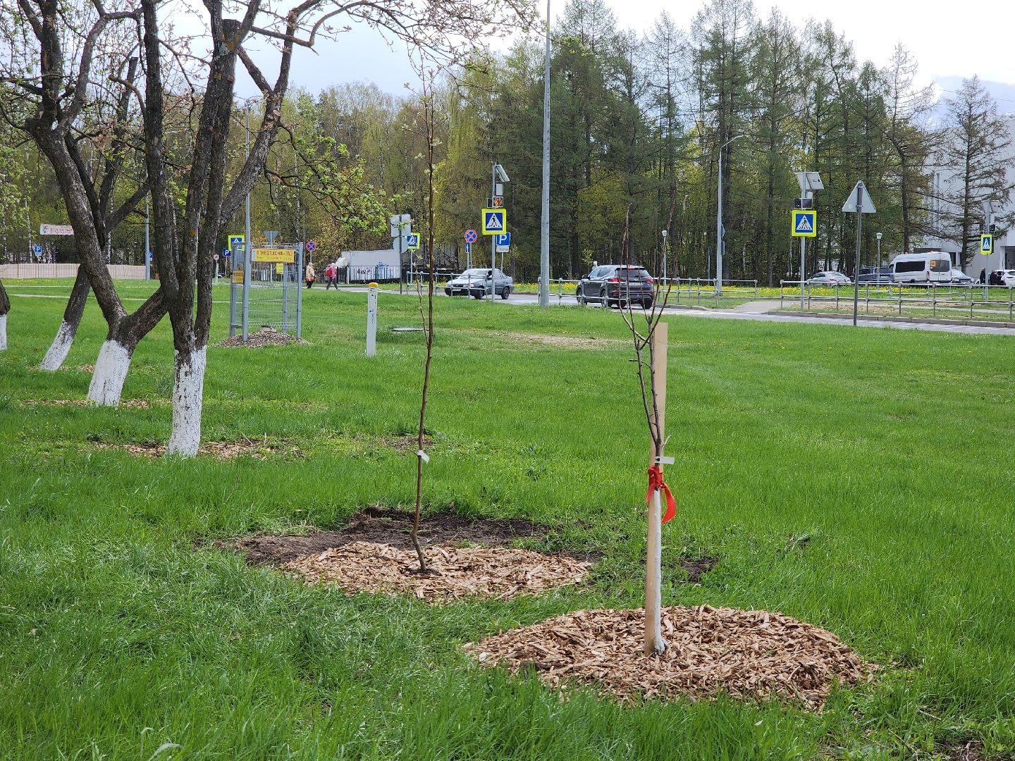 Черноголовка,  Субботник, Яблони,