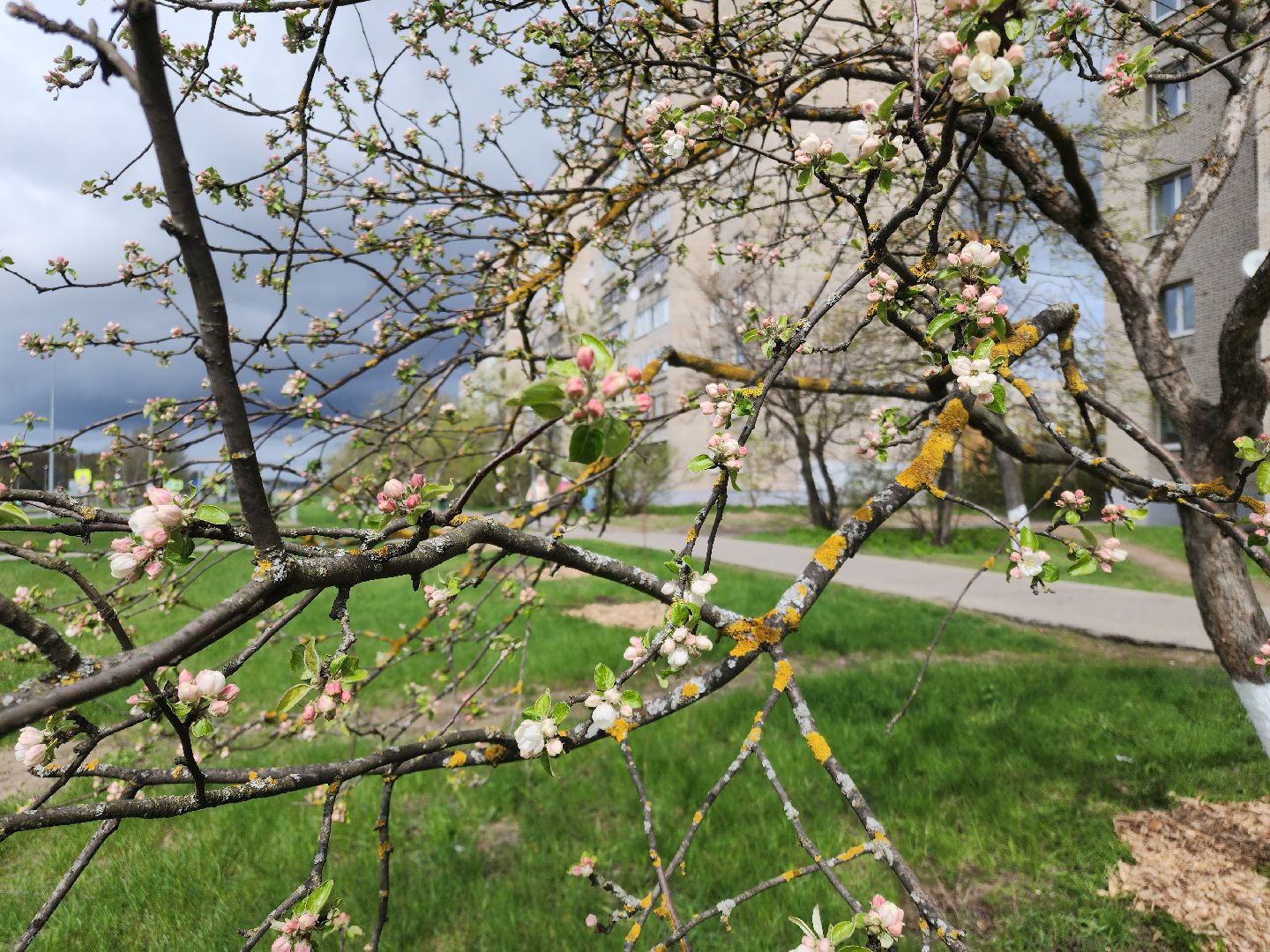 Черноголовка,  Субботник, Яблони,