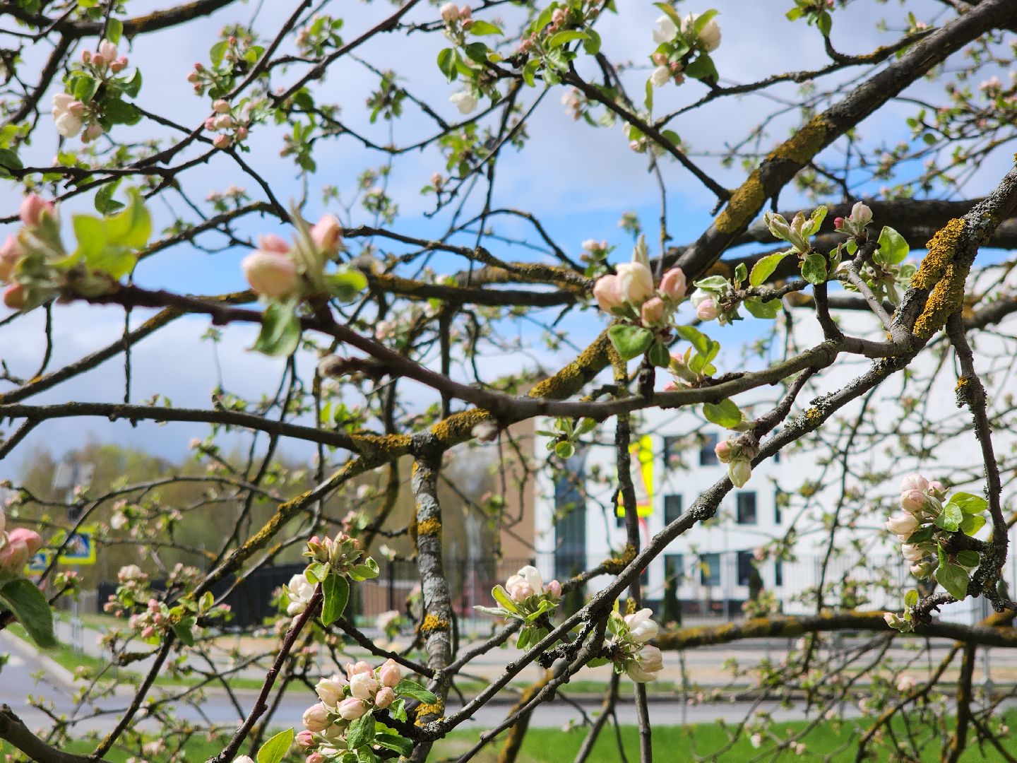 Черноголовка,  Субботник, Яблони,