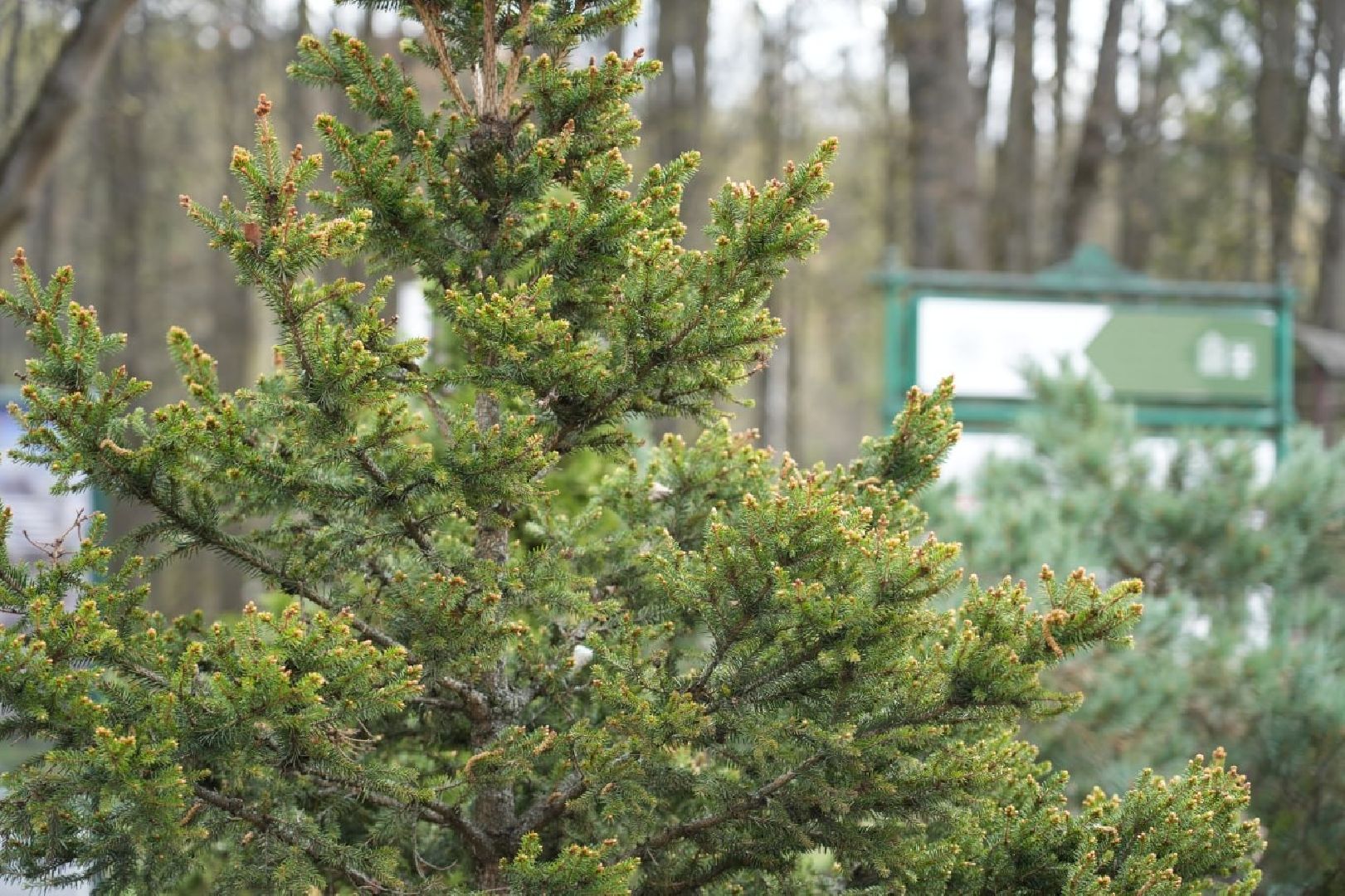 парки подмосковья, парки мо, благоустройство, сергиево-посадский городской округ, сергиев посад, летний сезон,