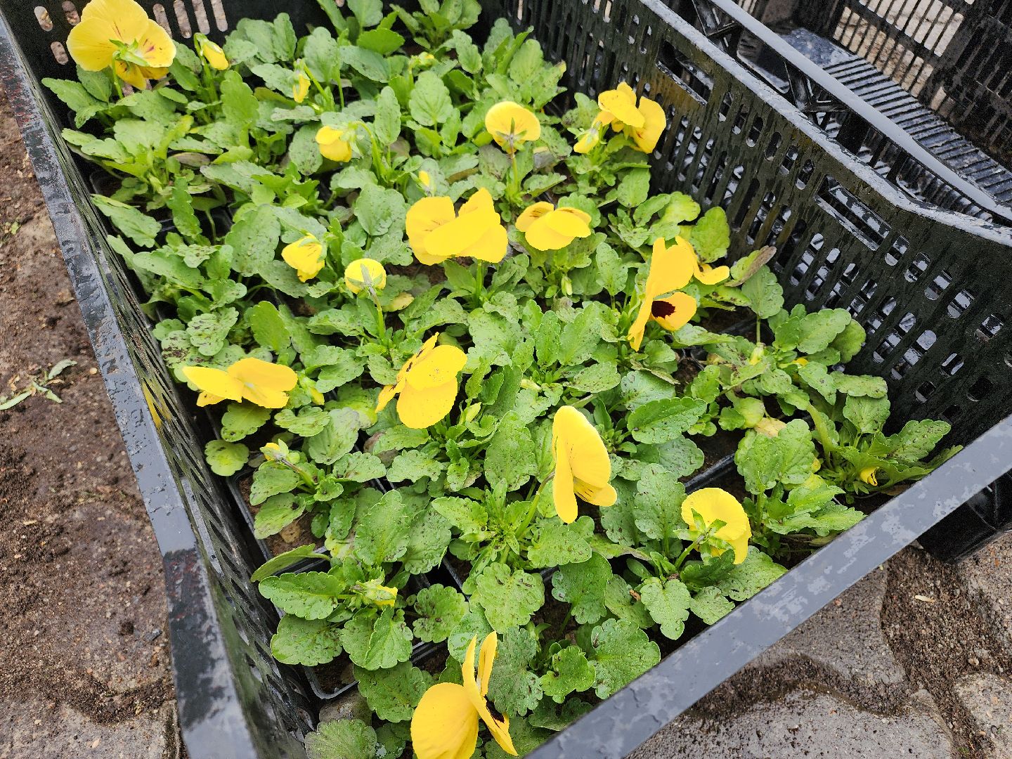 Егорьевск , Подмосковье , Московская область ,