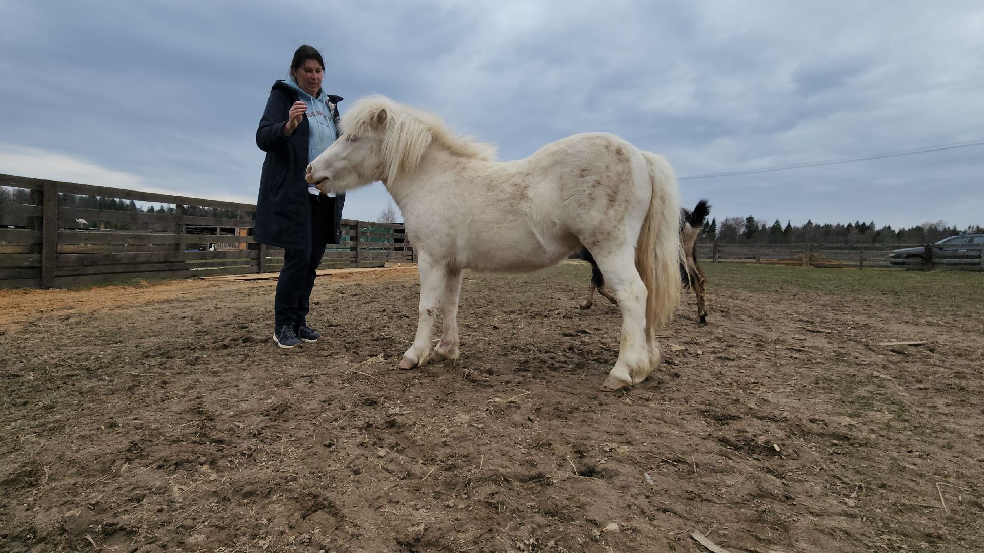 руза, пони, хаски-деревня, рузская аляска, туризм,