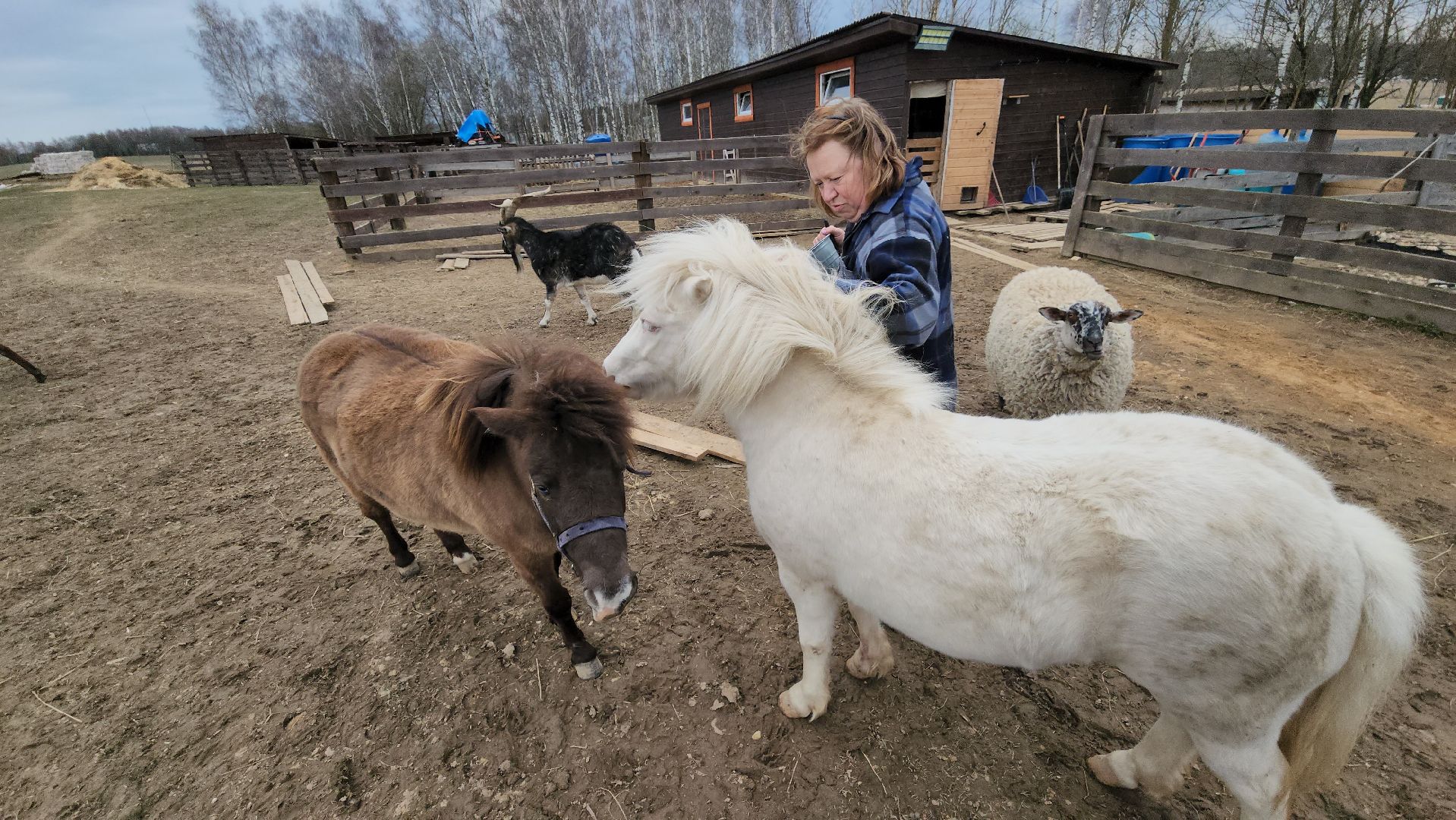 руза, пони, хаски-деревня, рузская аляска, туризм,