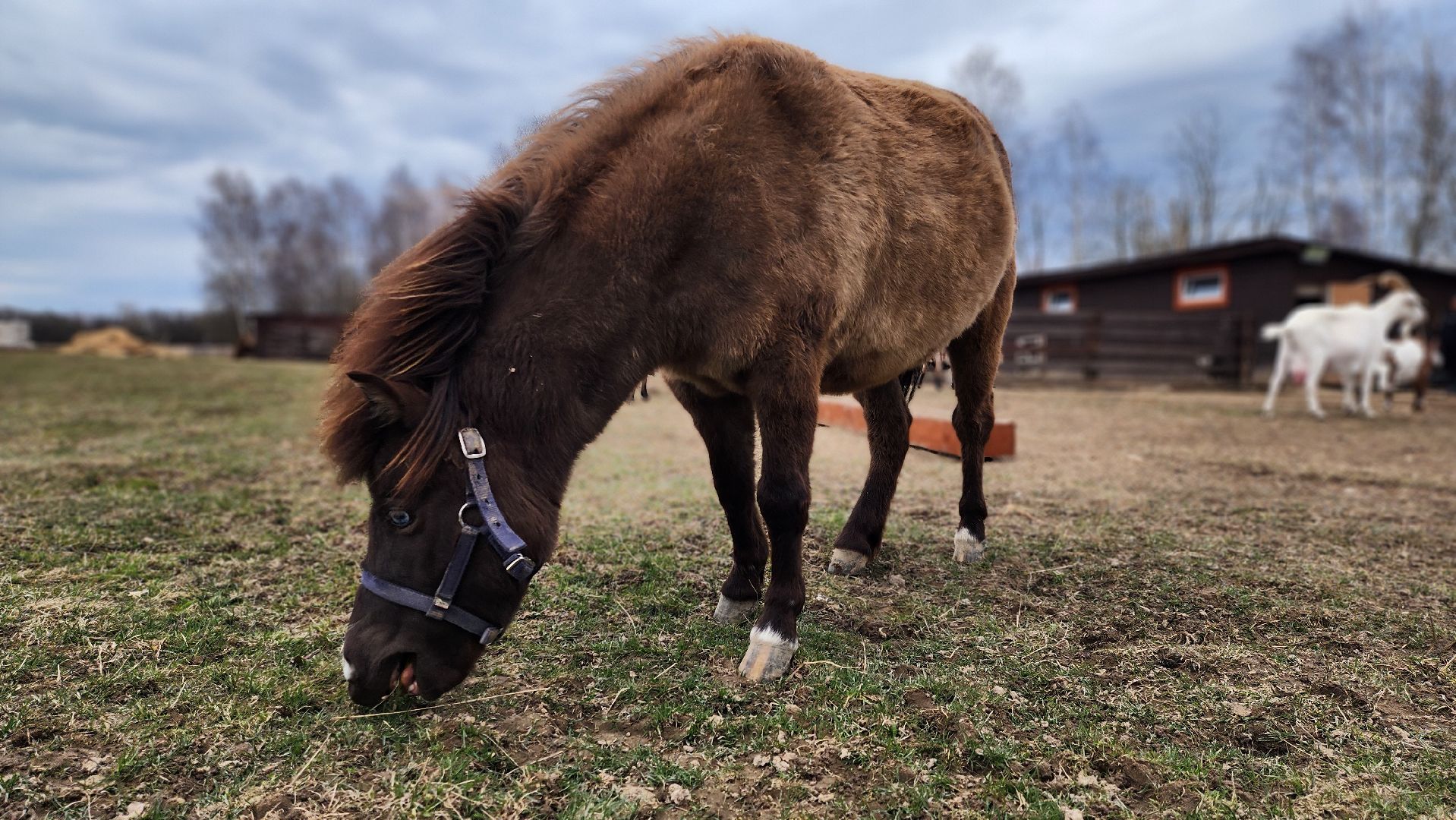 руза, пони, хаски-деревня, рузская аляска, туризм,