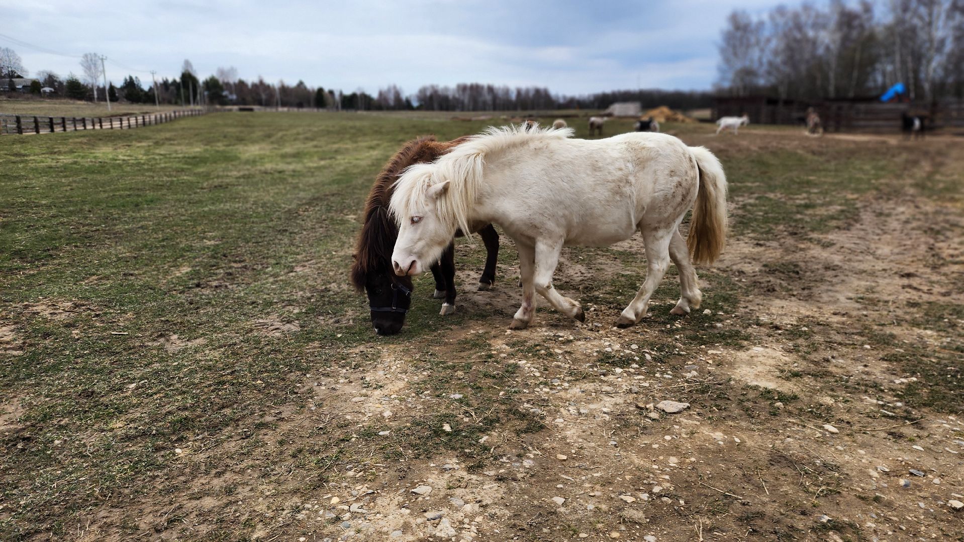 руза, пони, хаски-деревня, рузская аляска, туризм,