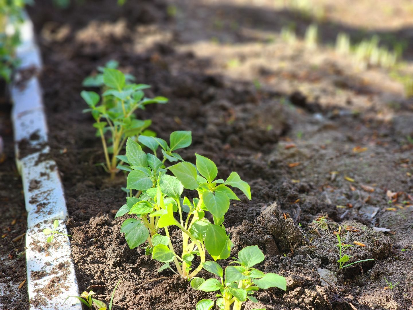 воскресенск, благоустройство , волонтеры,