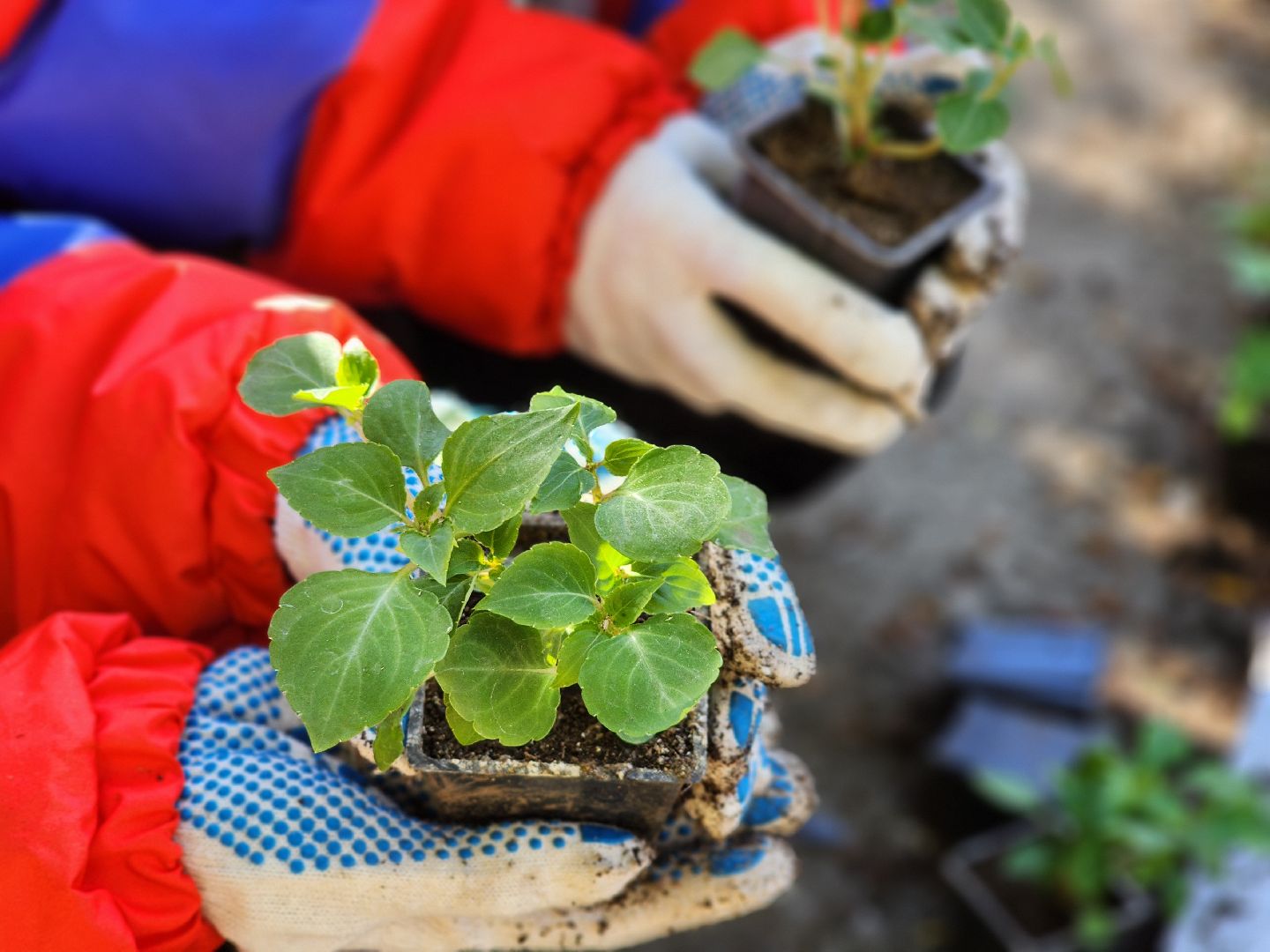 воскресенск, благоустройство , волонтеры,