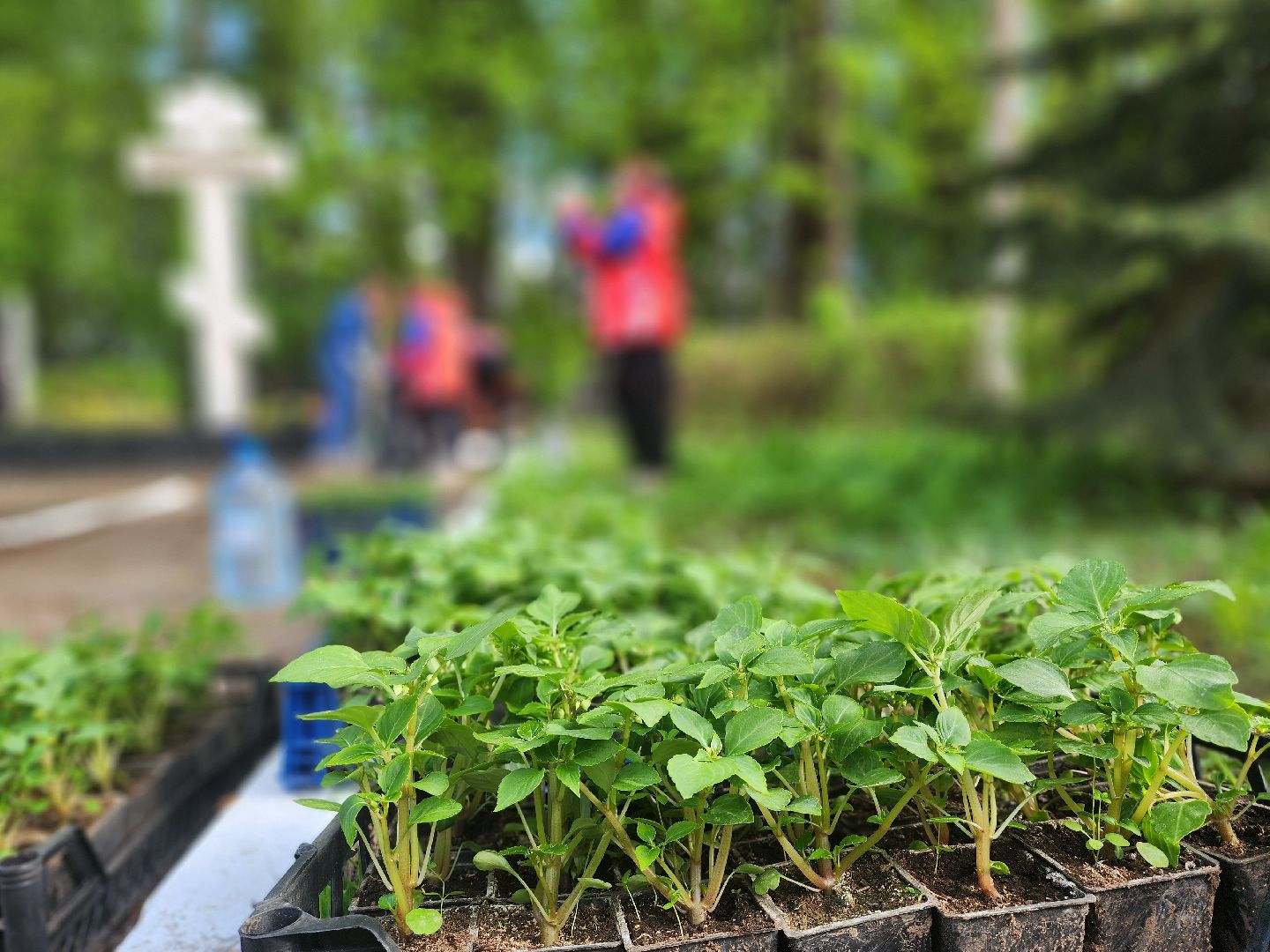 воскресенск, благоустройство , волонтеры,