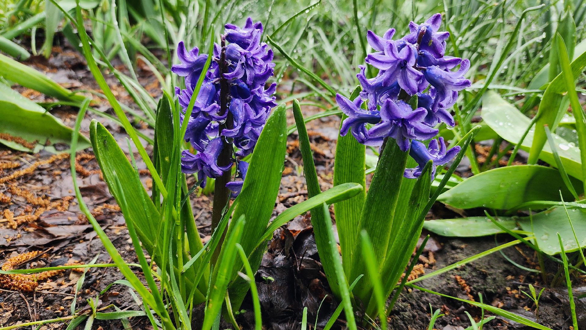 садоводство, садовый сезон, садовые цветы, старая купавна, богородский городской округ,