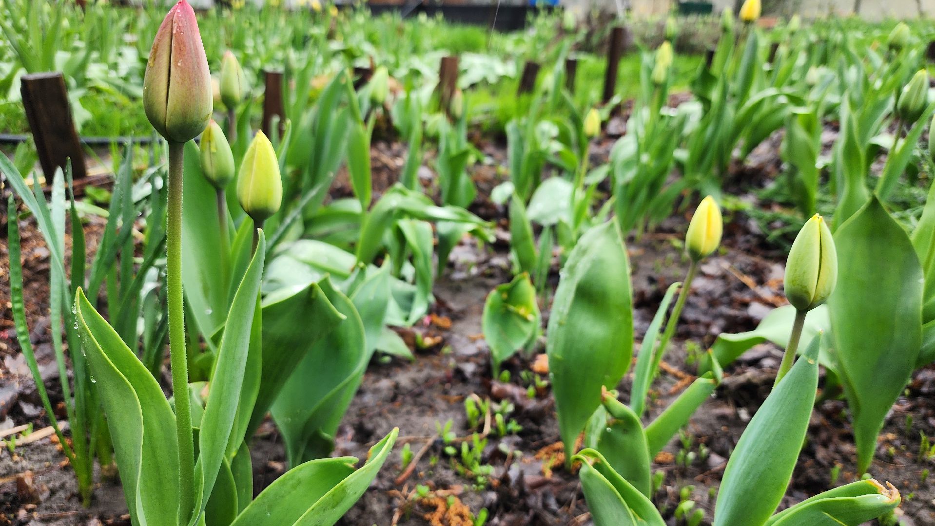 садоводство, садовый сезон, садовые цветы, старая купавна, богородский городской округ,