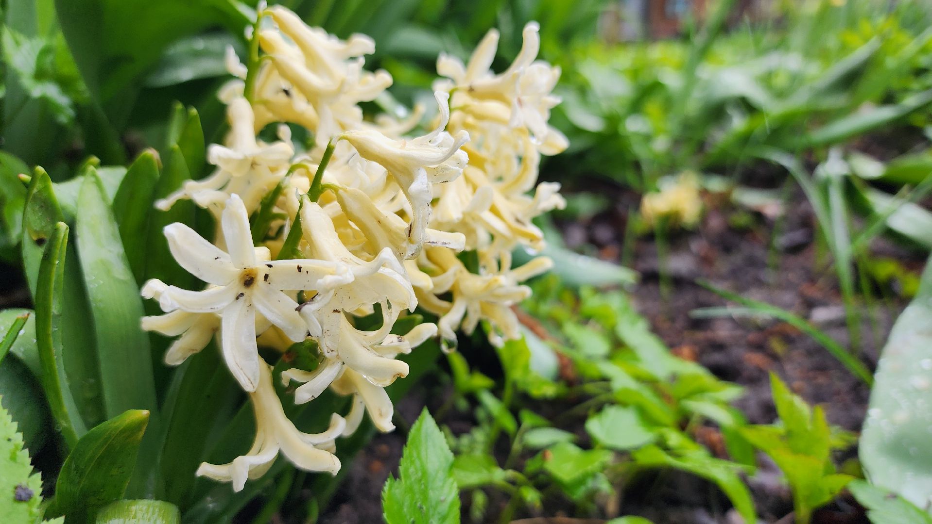 садоводство, садовый сезон, садовые цветы, старая купавна, богородский городской округ,