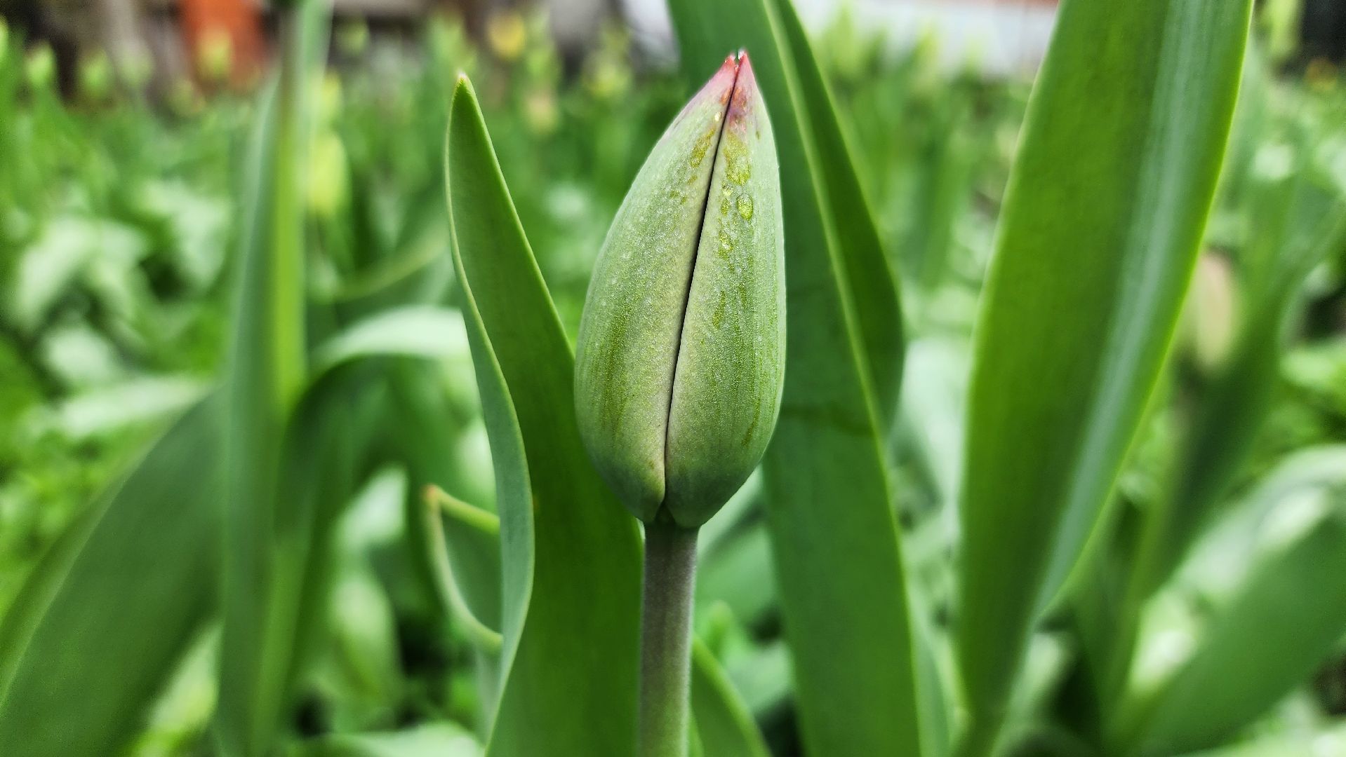 садоводство, садовый сезон, садовые цветы, старая купавна, богородский городской округ,