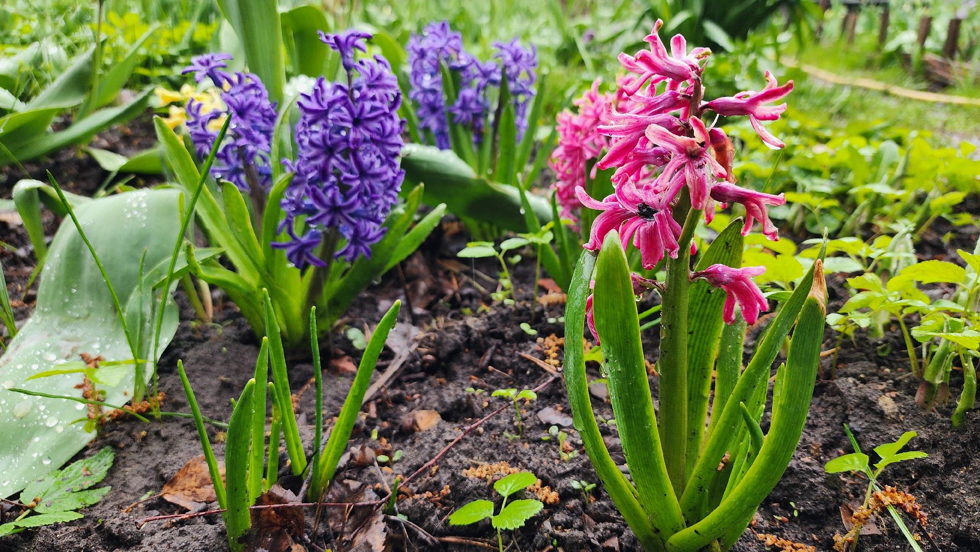 садоводство, садовый сезон, садовые цветы, старая купавна, богородский городской округ,