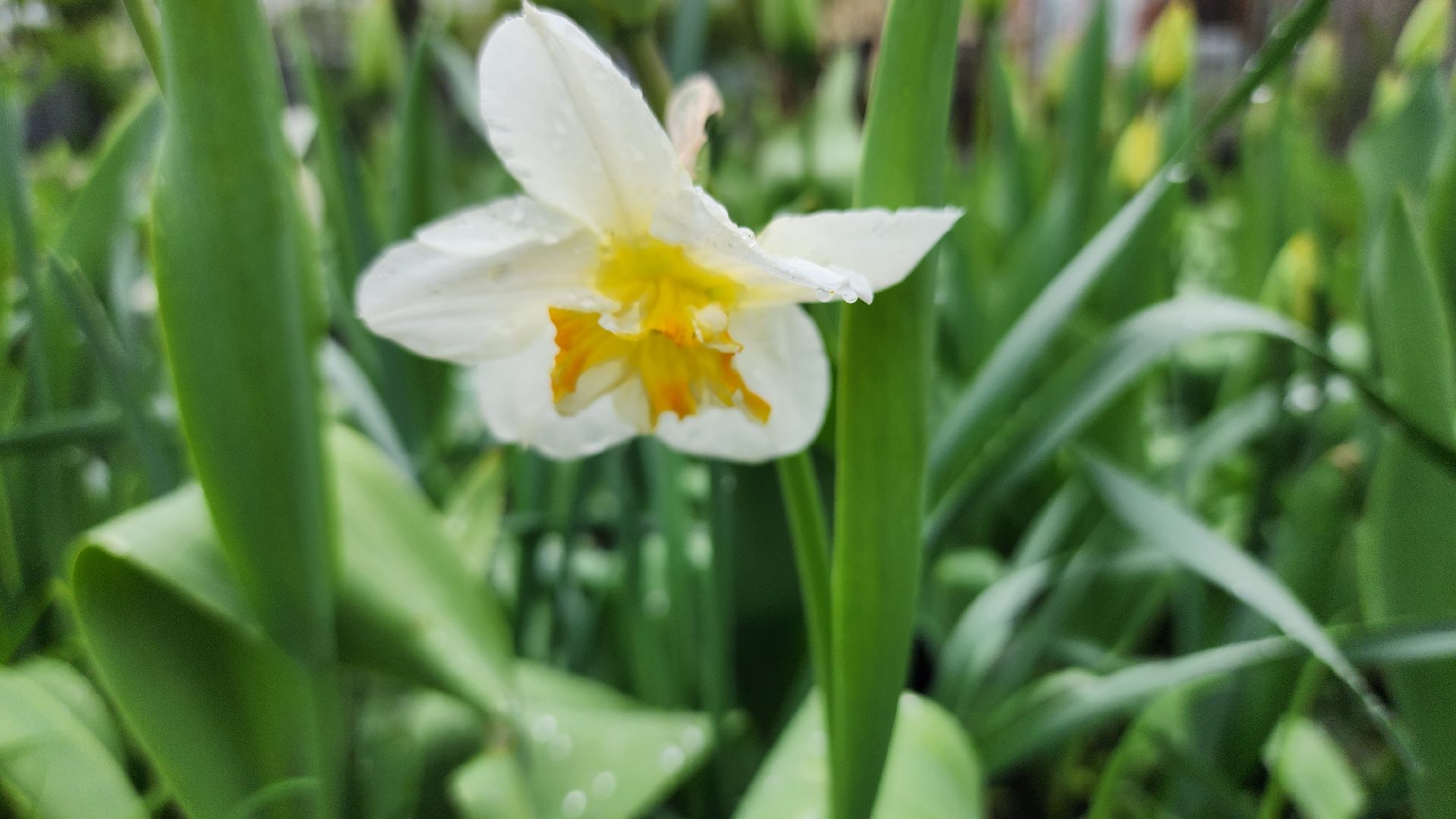садоводство, садовый сезон, садовые цветы, старая купавна, богородский городской округ,