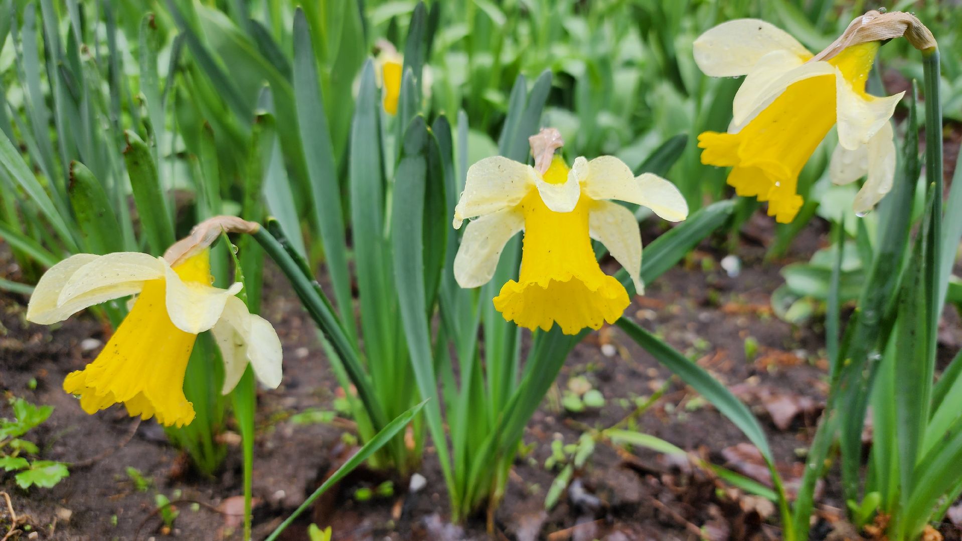 садоводство, садовый сезон, садовые цветы, старая купавна, богородский городской округ,