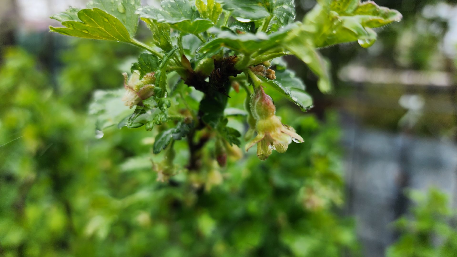 садоводство, садовый сезон, садовые цветы, старая купавна, богородский городской округ,