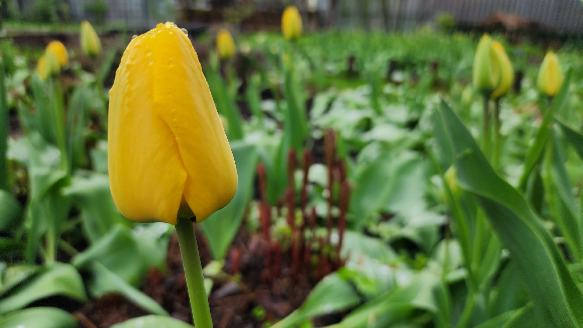 садоводство, садовый сезон, садовые цветы, старая купавна, богородский городской округ,
