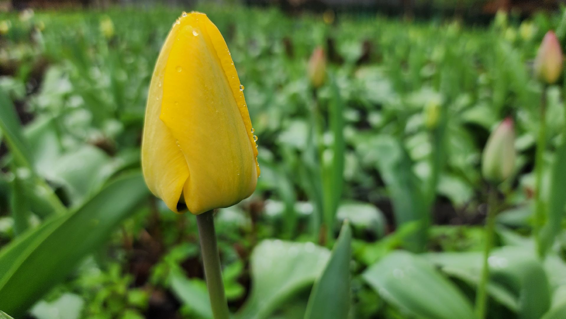садоводство, садовый сезон, садовые цветы, старая купавна, богородский городской округ,