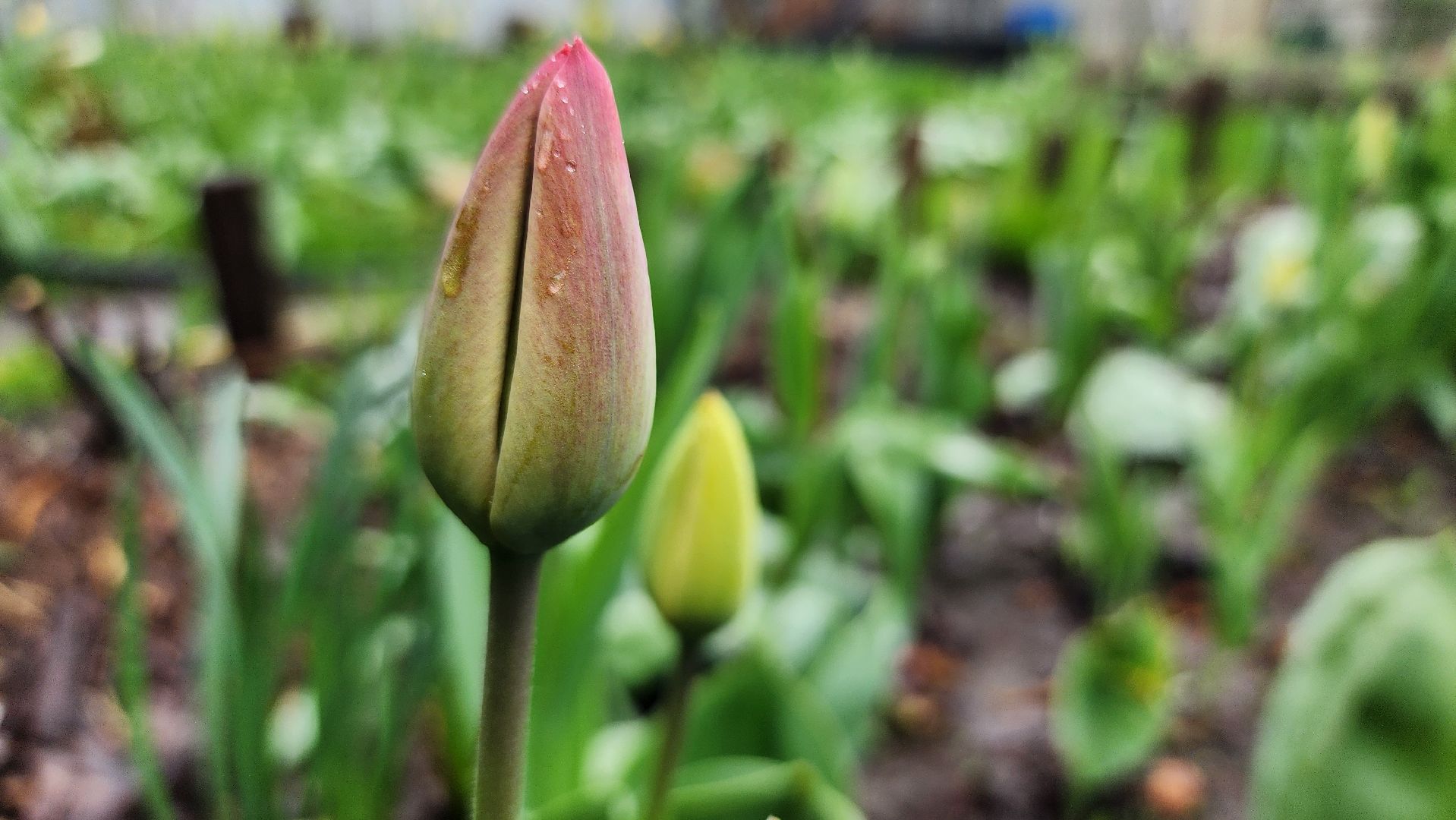 садоводство, садовый сезон, садовые цветы, старая купавна, богородский городской округ,