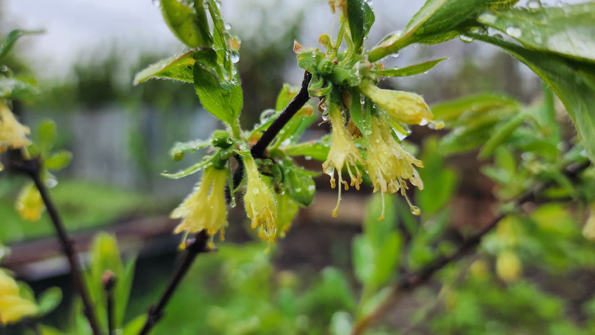 садоводство, садовый сезон, садовые цветы, старая купавна, богородский городской округ,