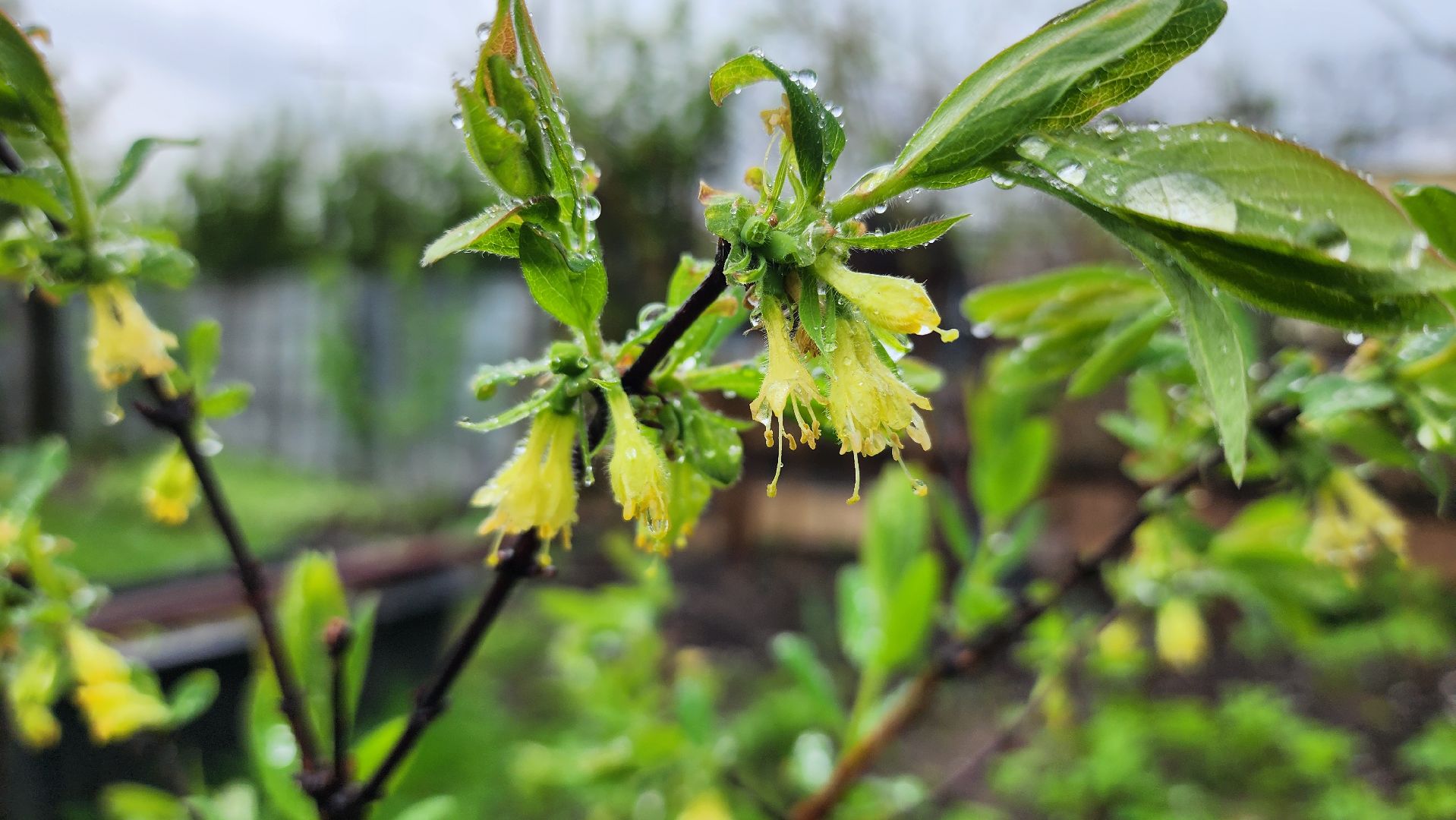 садоводство, садовый сезон, садовые цветы, старая купавна, богородский городской округ,