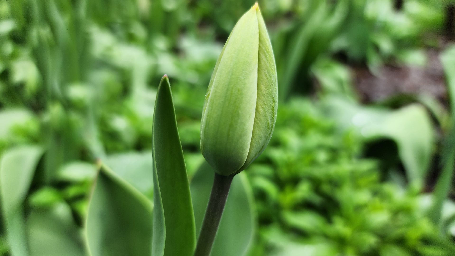 садоводство, садовый сезон, садовые цветы, старая купавна, богородский городской округ,
