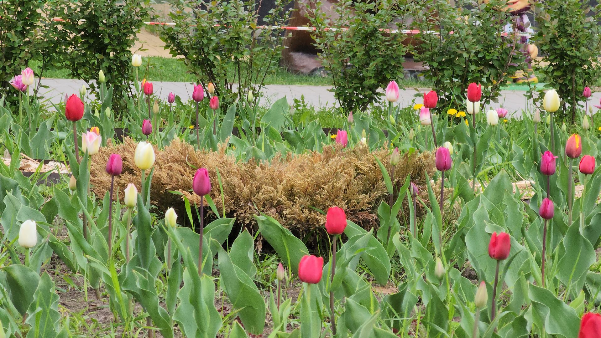 кашира, парк, фонтан, теплый сезон, благоустройство, озеленение,