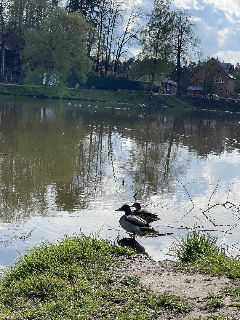 Одинцово, Немчиновка, пруд, очистка, экология,