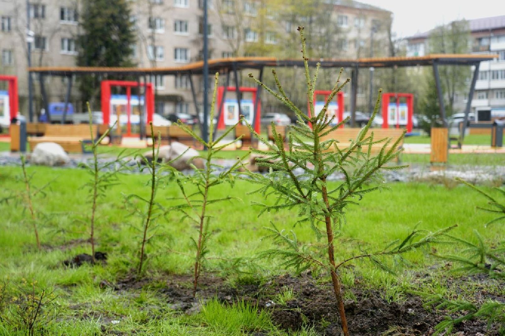 9 мая, сад памяти, экология , сергиев посад, сергиево-посадский городской округ,