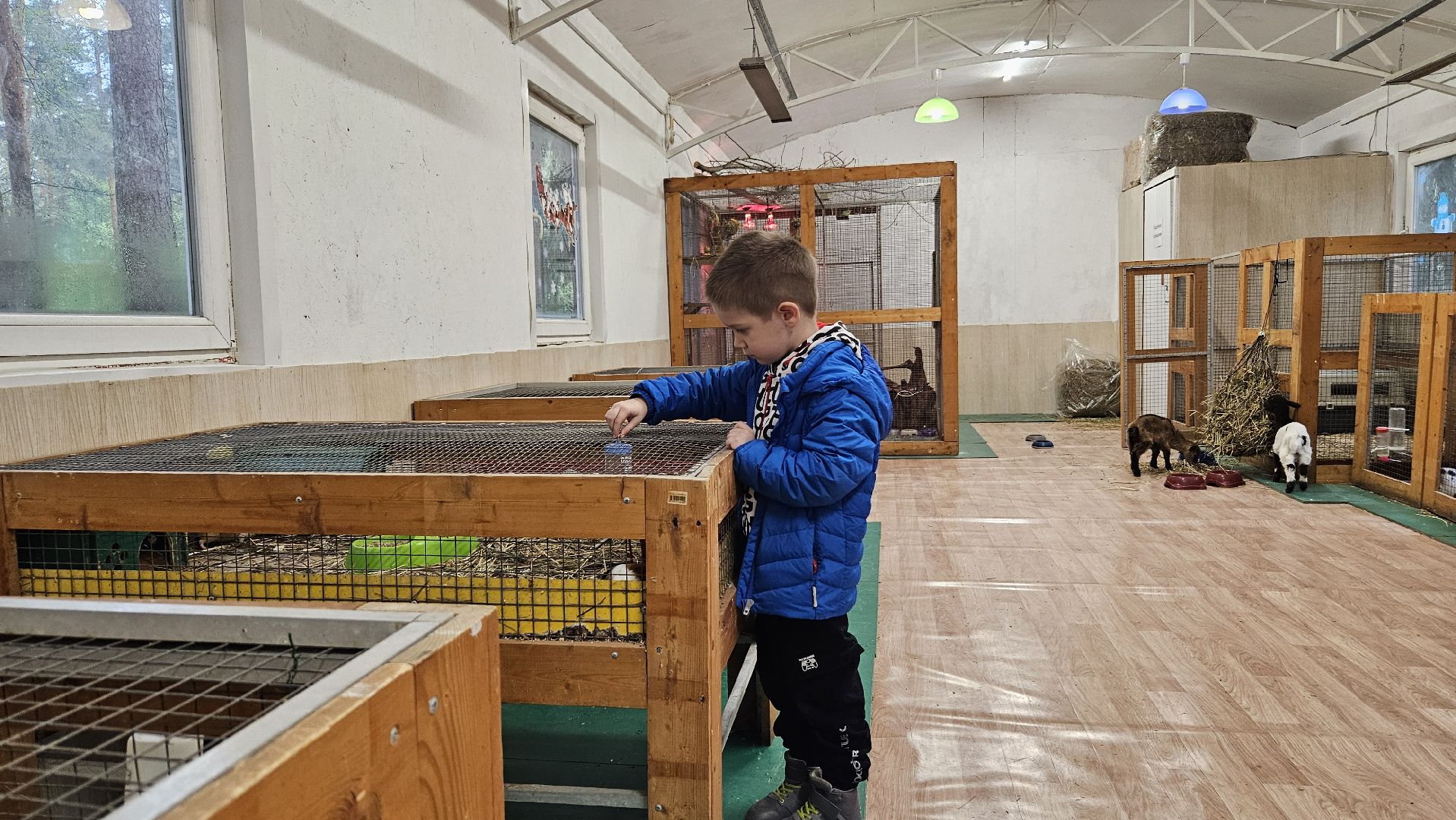 зоопарк, коза, животные,