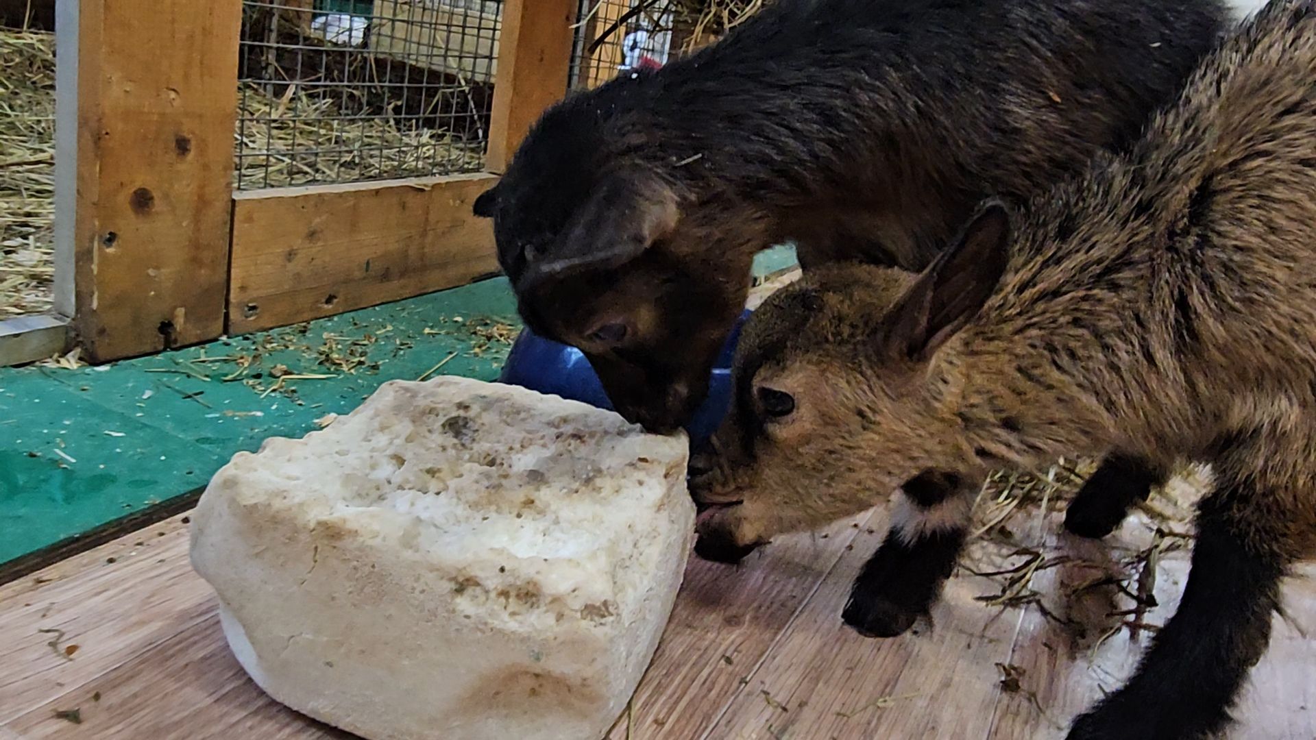 зоопарк, коза, животные,