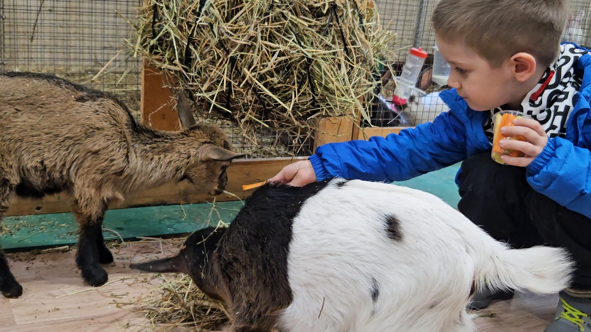 зоопарк, коза, животные,