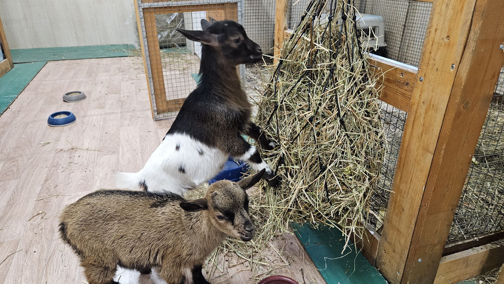 зоопарк, коза, животные,