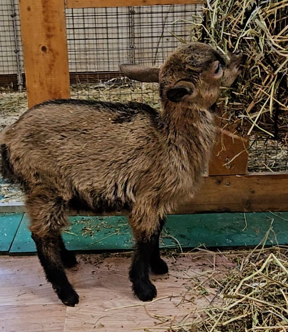 зоопарк, коза, животные,