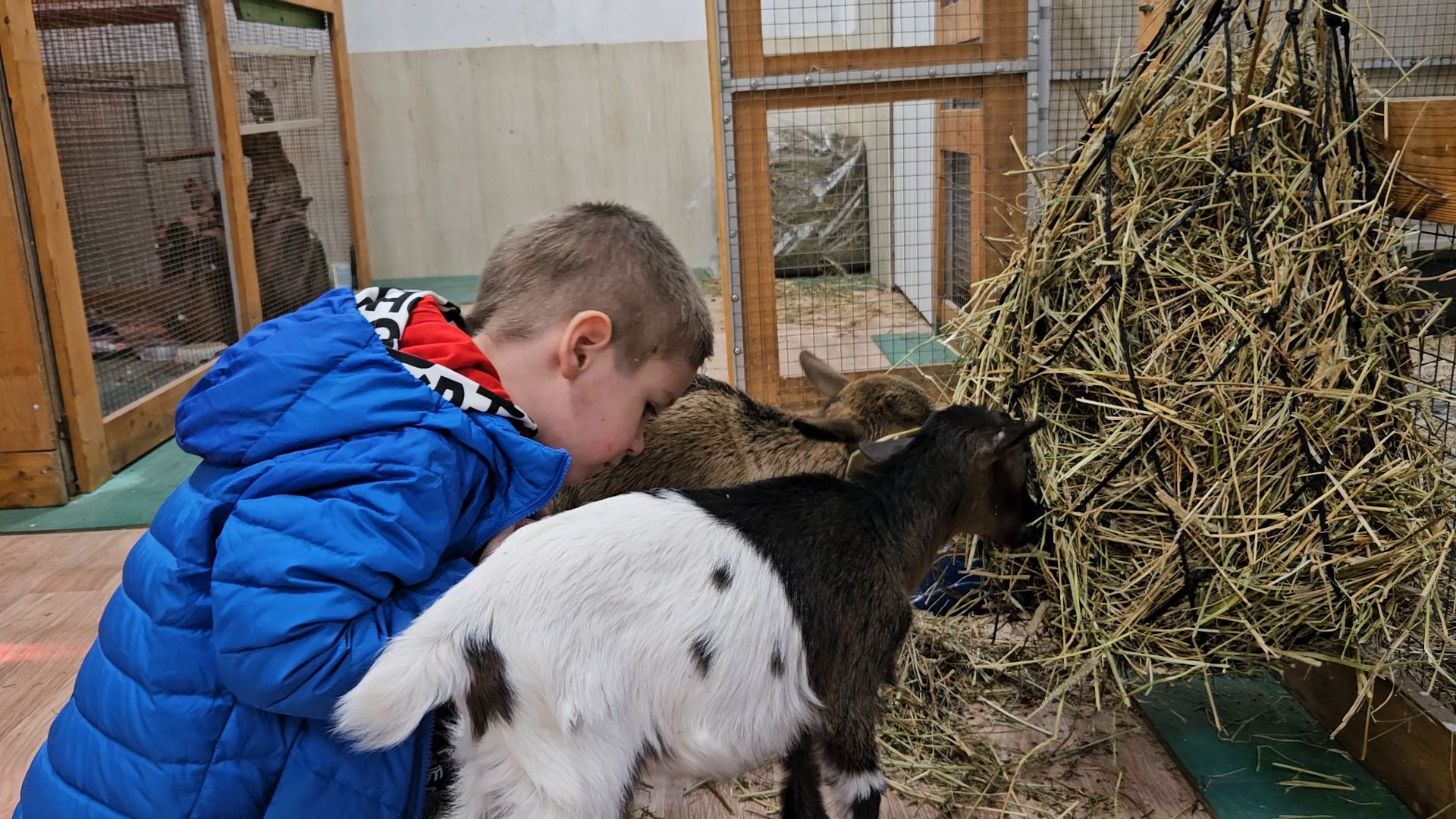 зоопарк, коза, животные,